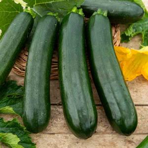 Courgette Verte Noire Maraîchère - BIO